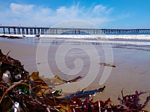 Seaweed on the beach Seagulls and Ventura pier