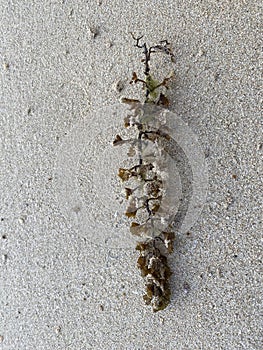 Seaweed on the beach in the summer.