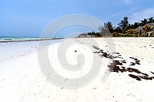 Seaweed beach in zanzibar