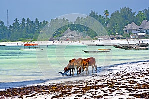 Seaweed beach zanzibar cow