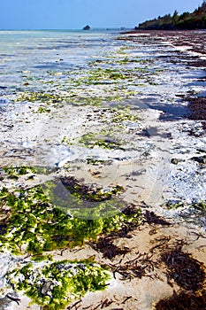 Seaweed beach in zanzibar indian sand isle sky and