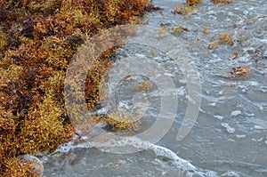 Seaweed Being Washed Up on the Beach