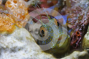 Seaweed Blenny