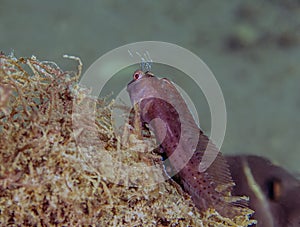 A Seaweed Blenny (Parablennius marmoreus) in Florida photo