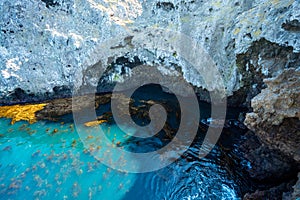 Seaweed and Blue Water Along Anacapa Island Coast