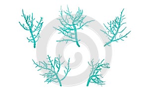 Seaweed branches set isolated on white. Transparent png additional format