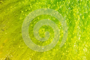 Seaweed with bubbles