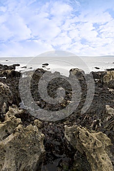 Seaweed caught on many rocks