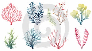 seaweed on a clean white background