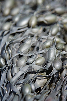 Seaweed close-up background