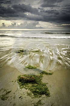 Seaweed at the coastline with wave lapping on the shore