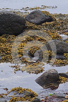Seaweed Collects in Rocks at Low Tide