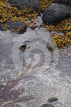 Seaweed Collects Among Rocks at the Seashore