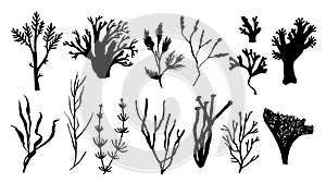 Seaweed, coral and algae set. Different silhouettes of underwater fauna. Black hand drawn vector illustration