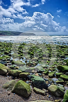 Seaweed covered rocks on beach