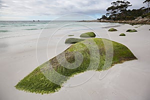 Seaweed covered rocks, Tasmania