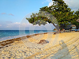 seaweed on a Cuban beach after a storm