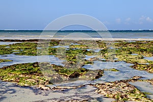 Seaweed on Dania beach in Kenya