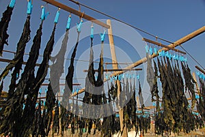 Seaweed drying in the sun