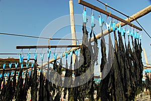 Seaweed drying in the sun on the beach