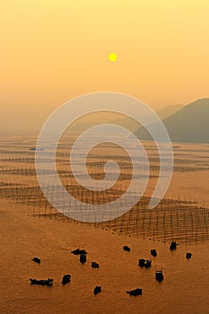 Seaweed farm and boats