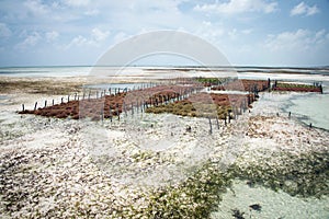 Seaweed farm, Jambiani, Zanzibar island photo