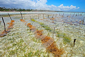 Seaweed farming