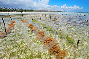 Seaweed farming photo
