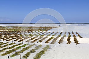 Seaweed farming in paje, Zanzibar.