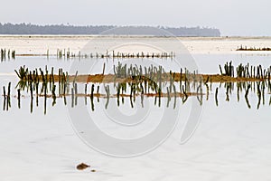 Seaweed farms in Indian Ocean, Zanzibar