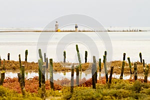 Seaweed farms in Indian Ocean, Zanzibar