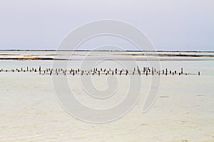 Seaweed farms in Indian Ocean, Zanzibar