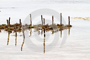 Seaweed farms in Indian Ocean, Zanzibar