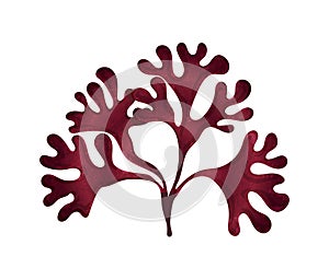 Seaweed Flat Illustration