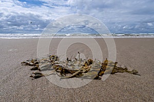 seaweed (Fucus vesiculosus) photo