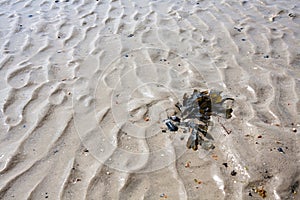 Seaweed in Grooved Sand