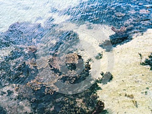 Seaweed growing under the sea