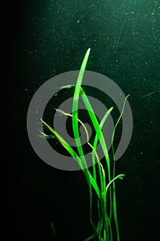 Seaweed growing underwater.