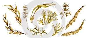 Seaweed hand drawn watercolor collection. Spirulina, laminaria, weed elements. Organic underwater plant set.