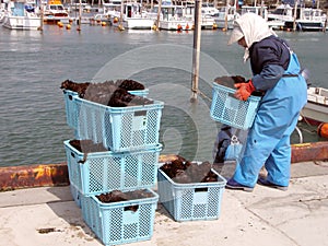 Seaweed harvest photo