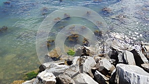 Seaweed just below the surface