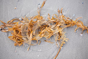 Seaweed kelp on grey sand