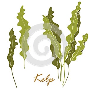 Seaweed Kelp or Laminaria. Green food algae isolated on white background