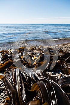 Seaweed kelp is on the seashore