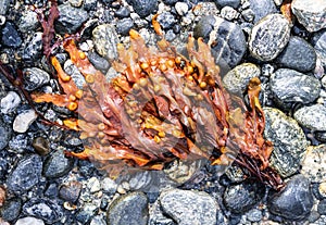 Seaweed laying on top of beach stones in different shapes.