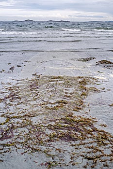 Seaweed lies exposed on wet sand during a low tide on the east side of Vancouver Island, Canada.