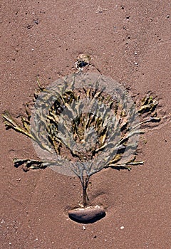 Seaweed like a tree on red sandy beach