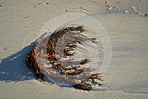 Seaweed lying on the beach sand at low tide in Laguna Beach, California.
