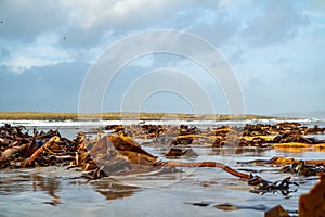 Seaweed lying on Portnoo beach in County Donegal after storm Brendan