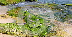 Seaweed, or macroalgae, refers to thousands of species of macroscopic photo